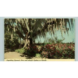 Postcard  Legendary Spanish Moss & Colorful Agaleas in FL adverting vintage